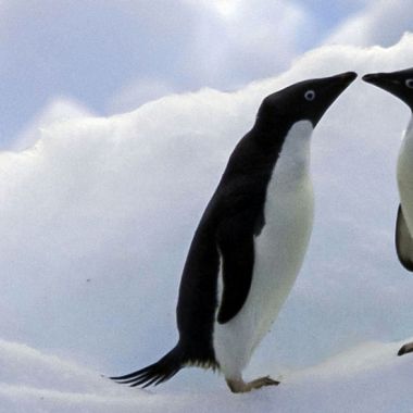 极地求爱记：企鹅独立冰山寻找灵魂伴侣