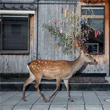 石井阳子镜头下的奈良与鹿  近乎超现实