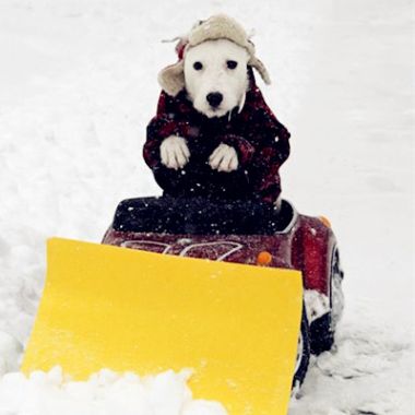 史上最强暴风雪？逗逼的纽约人又不淡定了...