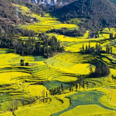 中国最美的油菜花全在这里了 你去过几个？