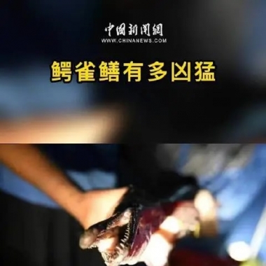 3700万人在线围观汝州捕鱼 玖鼎全民捕捞鳄雀鳝